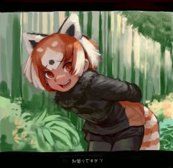 Rule 34 | 1girl, :d, animal ears, arms behind back, bamboo, bamboo forest, black pantyhose, black shorts, brown hair, commentary, extra ears, forest, fur collar, grass, handsdsds, kemono friends, kemono friends 2, leaning forward, pantyhose under shorts, lesser panda (kemono friends), letterboxed, looking at viewer, multicolored hair, nature, open mouth, orange eyes, pantyhose, red panda ears, red panda tail, short hair, shorts, smile, solo, striped tail, tail, translated, two-tone hair, white hair