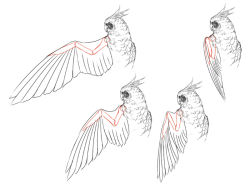 Rule 34 | anatomy, animal, beak, bird, feathers, fishball, how to, no humans, simple background, sketch, wings