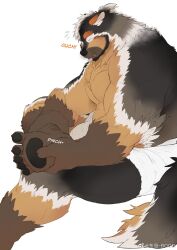 Rule 34 | 1boy, animal ear fluff, animal ears, bara, black fur, boogbogex, brown eyes, brown fur, chest hair, closed eyes, dog boy, dog ears, ear down, english text, feet, furry, furry male, haki (boogbogex), highres, invisible chair, large pectorals, looking at viewer, male focus, muscular, muscular male, orange fur, original, pain, pectorals, pinching, short hair, sitting, solo, thick eyebrows, towel around waist, whiskers, white fur