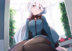 Rule 34 | 1girl, :o, asticassia school uniform, blue jacket, blue shorts, commentary, eatos, english commentary, grey eyes, grey hair, gundam, gundam suisei no majo, hair between eyes, jacket, long hair, looking at viewer, miorine rembran, pantyhose, pantyhose under shorts, school uniform, shorts, solo, thighs, tomato, tomato plant, white background, white hair, window