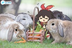 Rule 34 | &gt; &lt;, 1girl, :d, > <, amber (genshin impact), brown hair, carrot, chibi, commentary request, eating, food, genshin impact, hair between eyes, hairband, highres, long hair, looking at viewer, ooyun, open mouth, photo background, rabbit, sidelocks, smile, twitter username, vegetable, xd
