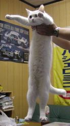 Rule 34 | animal ears, animal hands, cat, cat ears, cat tail, longcat (meme), meme, photo (medium), tail